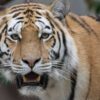 Kopenhagener Zoo: Eintrittskarte