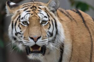 Kopenhagener Zoo: Eintrittskarte